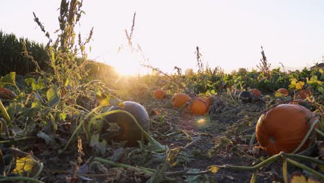 calabazas en el campo cerca del laberinto de maíz retroiluminado por la puesta de sol dorada en utah, estados unidos
