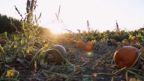 pumpkins on the field near the corn maze backlit by the golden sunset in utah, usa