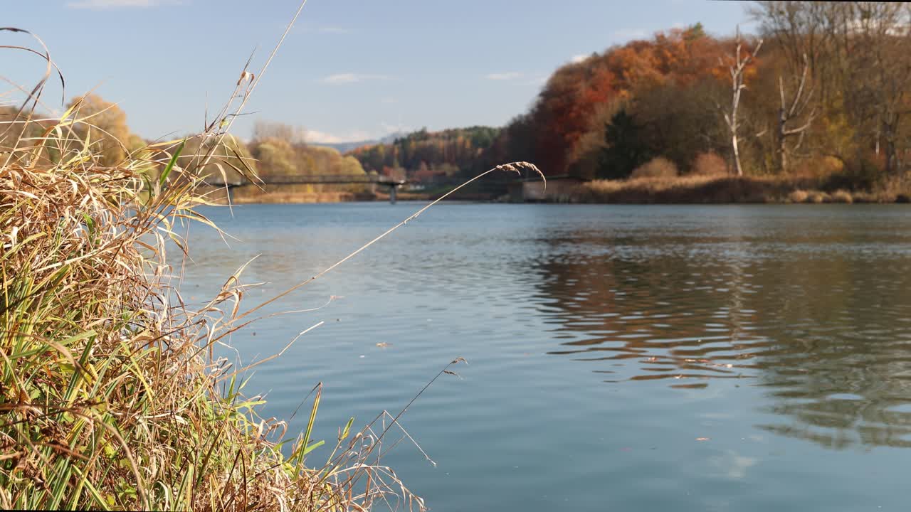Fast river flowing by autumn landscape with lake plants, establisher