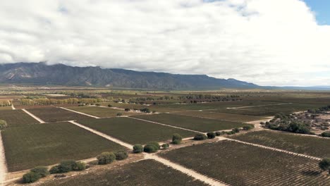 a stunning drone image revealing a vast vineyard in cafayate