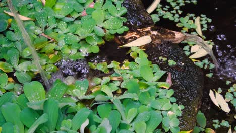 close up of ornate garden waterfall with water trickling into pond covered with green plants on surface