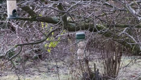 container of bird food dumpling hanging on a tree without leaves. a bird is a approaching, eating some of the food, and flying away