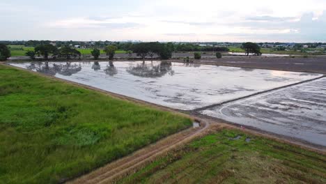 reflejos de árboles y cielo en los arrozales acuosos para cultivos de arroz en bangkok, tailandia