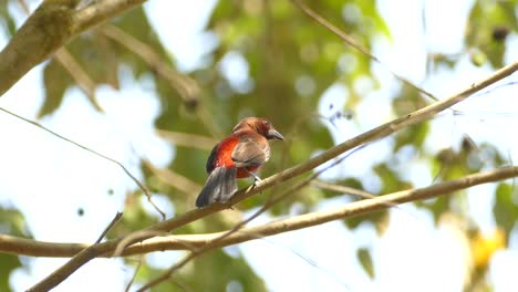 un pájaro rojo y negro en la reserva de la selva tropical de gamboa, panamá, tiro medio estático