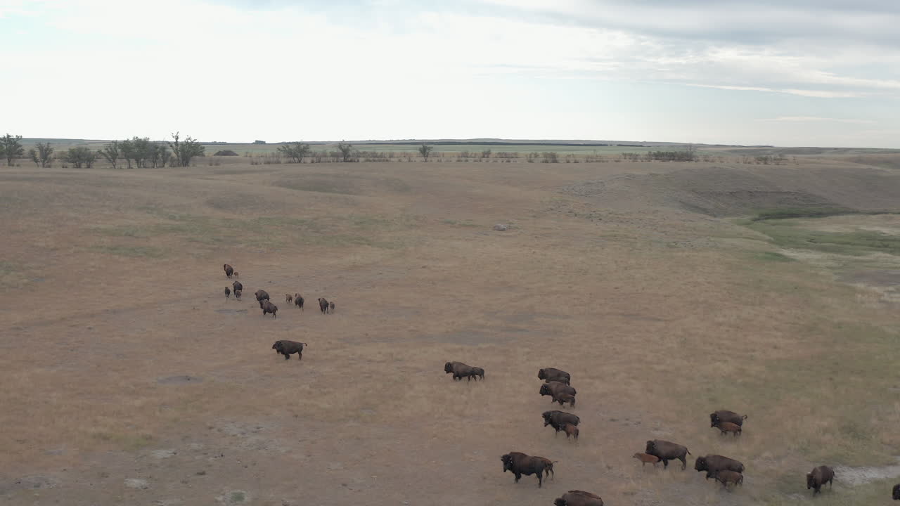 manada de bisontes con terneros moviéndose a través del valle y el arroyo