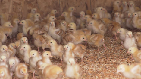 muchos pollitos en su gallinero en una granja en el norte de california