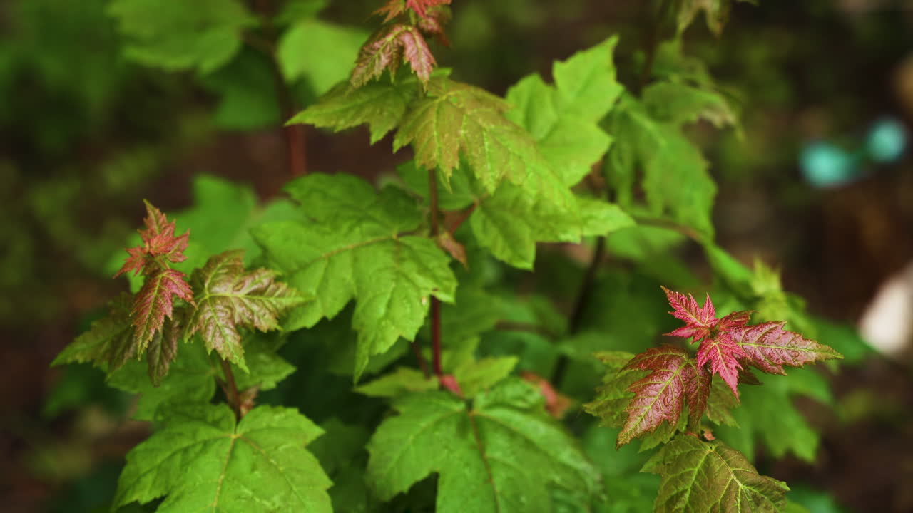 소나기 후 물방울과 물방울로 덮인 포이즌 아이비와 단풍잎