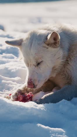 white husky eating in the snow
