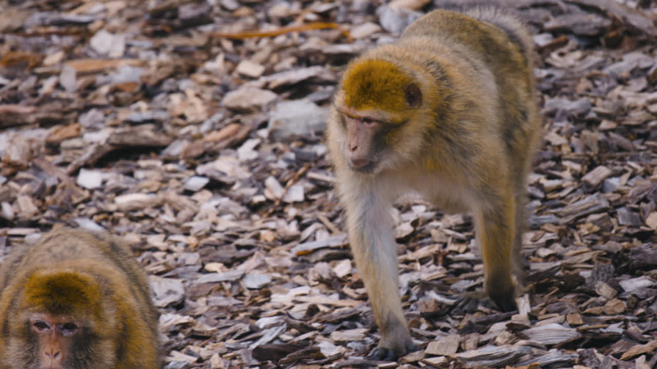 los macacos bárbaros caminan por el suelo cubierto de piezas de madera, cerca del slomo.