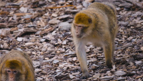 Barbary-macaques-walk-on-ground-covered-with-wood-pieces,-close-slomo