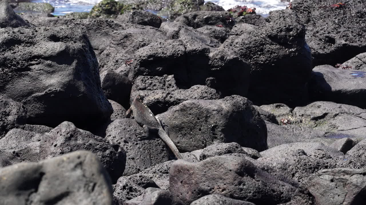 Marine Iguana In Santa Cruz On Lava Rock Motionless. Slow Motion