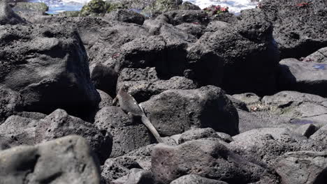 marine iguana in santa cruz on lava rock motionless. slow motion