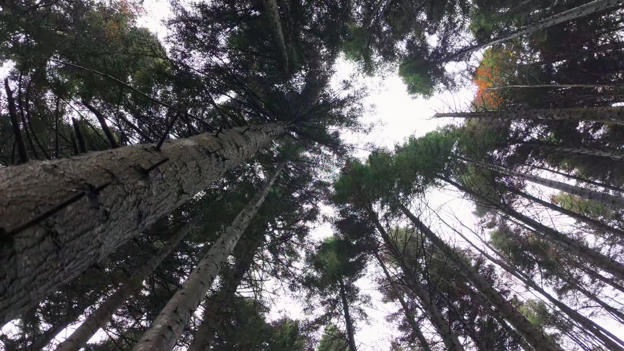 Looking up at tall evergreen trees in a serene forest atmosphere