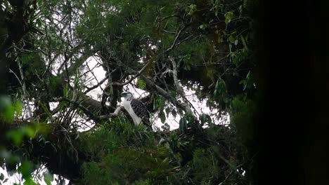 The-Philippine-Eagle-also-known-as-the-Monkey-eating-Eagle-is-critically-endangered-and-can-live-for-sixty-years-feeding-on-Monkeys,-Flying-Lemurs,-and-small-mammals-as-an-opportunist-Bird-of-Prey