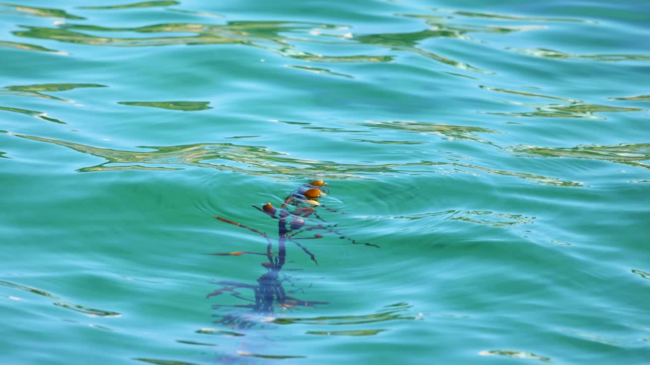 Seaweed gently drifts in turquoise waters, capturing serene ocean movement and natural beauty