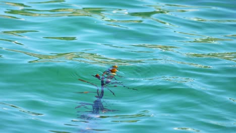 seaweed gently drifts in turquoise waters, capturing serene ocean movement and natural beauty