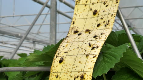 trampa de escaneo de insectos para insectos en invernadero de fresas