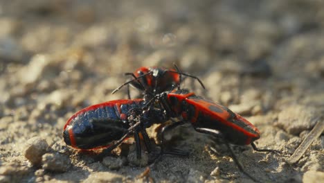 Nahaufnahme-Einer-Feuerwanze-Auf-Der-Strukturierten-Oberfläche-Einer-Baumrinde,-Die-Entomologisches-Verhalten-Und-Natürlichen-Lebensraum-Zeigt