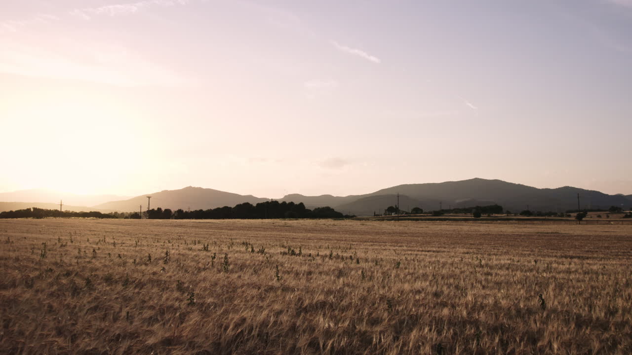 antena - hermoso campo de trigo en una puesta de sol dorada, tiro amplio hacia adelante