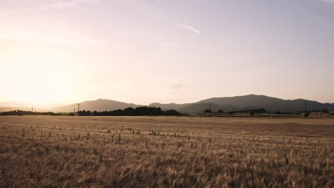 AERIAL---Beautiful-field-of-wheat-on-a-golden-sunset,-wide-shot-forward