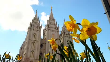 a low angle of the salt lake temple blurred in the background with daffodils in focus in front in utah at the center of the church of jesus christ of latter-day saints