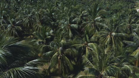 aerial flight above coconut palm trees plantation on tropical island on sunny day