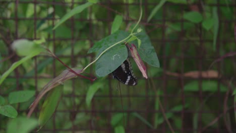 Tropical-exotic-butterfly-sitting-on-green-leaves-,-expanding-wings-,-macro-close-up