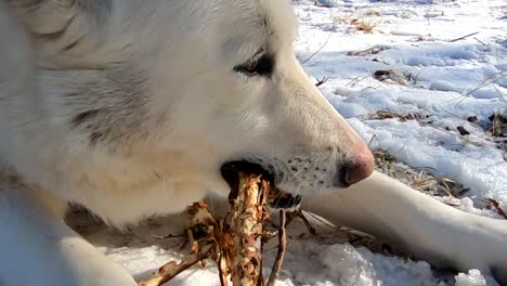 white husky dog laying in the snow chewing on a tree branch