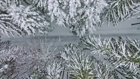 Camino-Nevado-En-El-Bosque