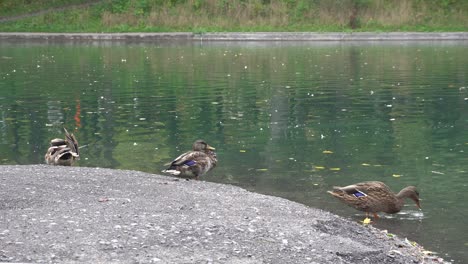 a group of ducks busies near the border of an artificial lake in a park