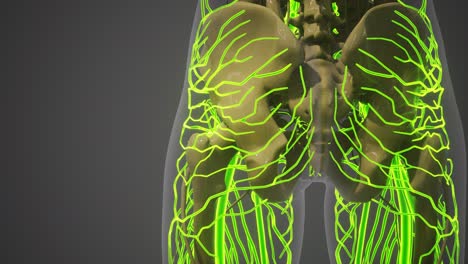ciencia anatomía de los vasos sanguíneos humanos