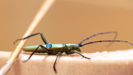 close-up view of aromia moschata beetle