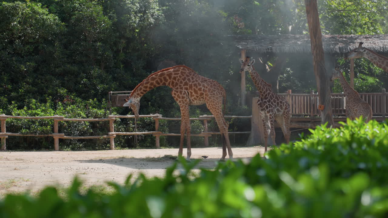 Giraffa serena che bruca tranquillamente gli alberi vicini. Giraffa rilassata che riposa pacificamente in un ambiente di luce solare screziata. Giraffa calma che pascola pacificamente in una scena tranquilla sotto una chioma d'alberi dolcemente illuminata dal sole.