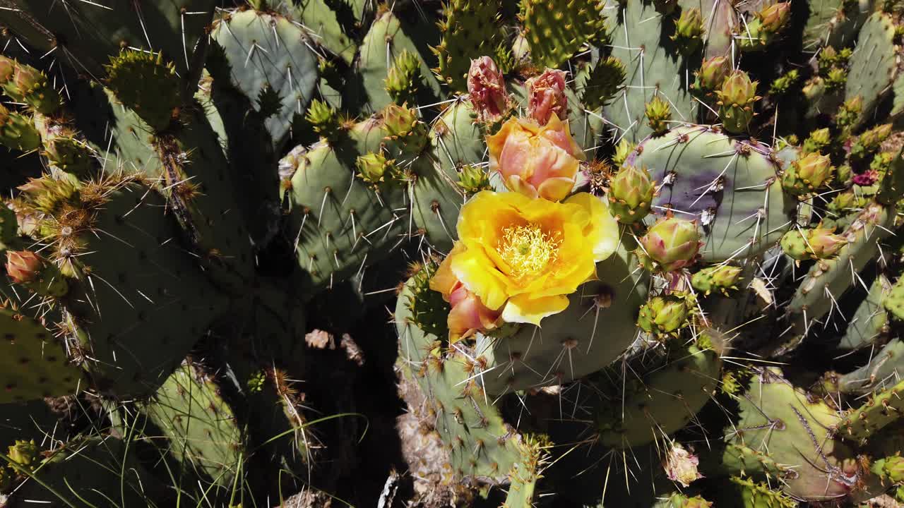 A bee flies over a yellow cactus flower, Arizona