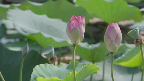 Flor-De-Loto-En-El-Estanque