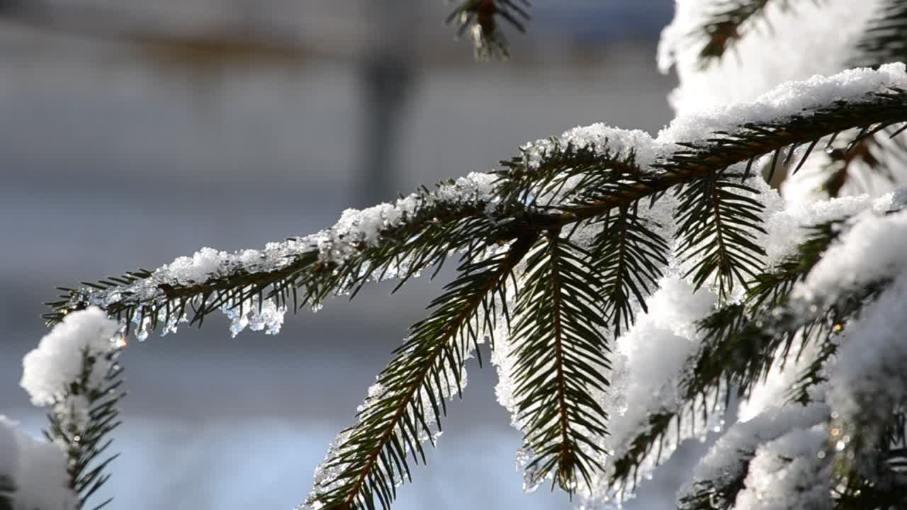 Solens magiske stråler falder på træernes grene