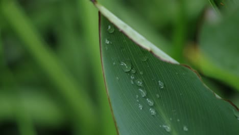 a beautiful green leaf of a paradise flower with a dew drop