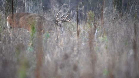 a large whitetail buck walks through the tall grass in pursuit of a doe during the rut