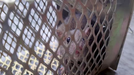 rat caught in rat cage trap from different angle at day