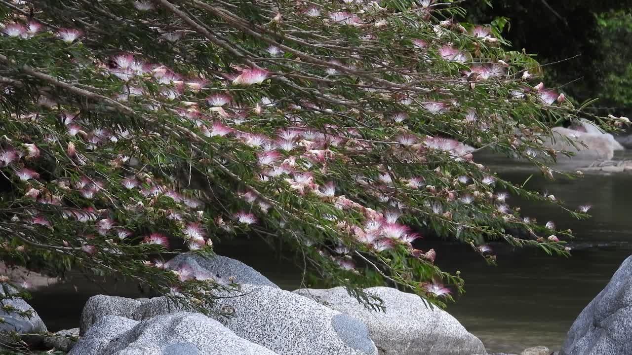 Dark butterfly gently hovers over pink mimosa blossoms near calm river, Toronto