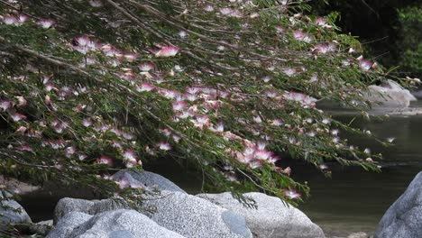 dark butterfly gently hovers over pink mimosa blossoms near calm river, toronto