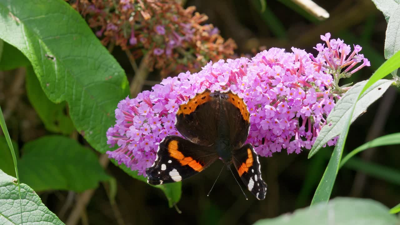⁇ 드레아 꽃 에  ⁇ 은 제독 나비