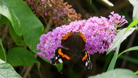 Mariposa-Almirante-Roja-En-Flor-Buddleia