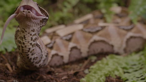 tilt up to a gaboon viper eating a rodent