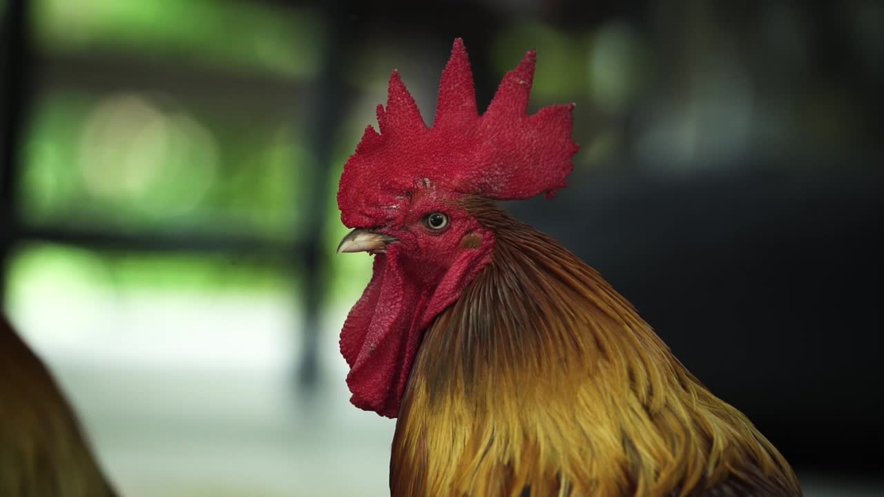 primer plano de la cabeza de un gallo con los ojos parpadeando
