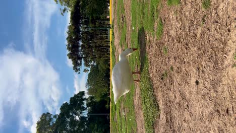 Ganso-Blanco-Pastando-En-Un-Parque-Cubierto-De-Hierba-En-Un-Día-Soleado,-Fotografiado-En-ángulo-Vertical