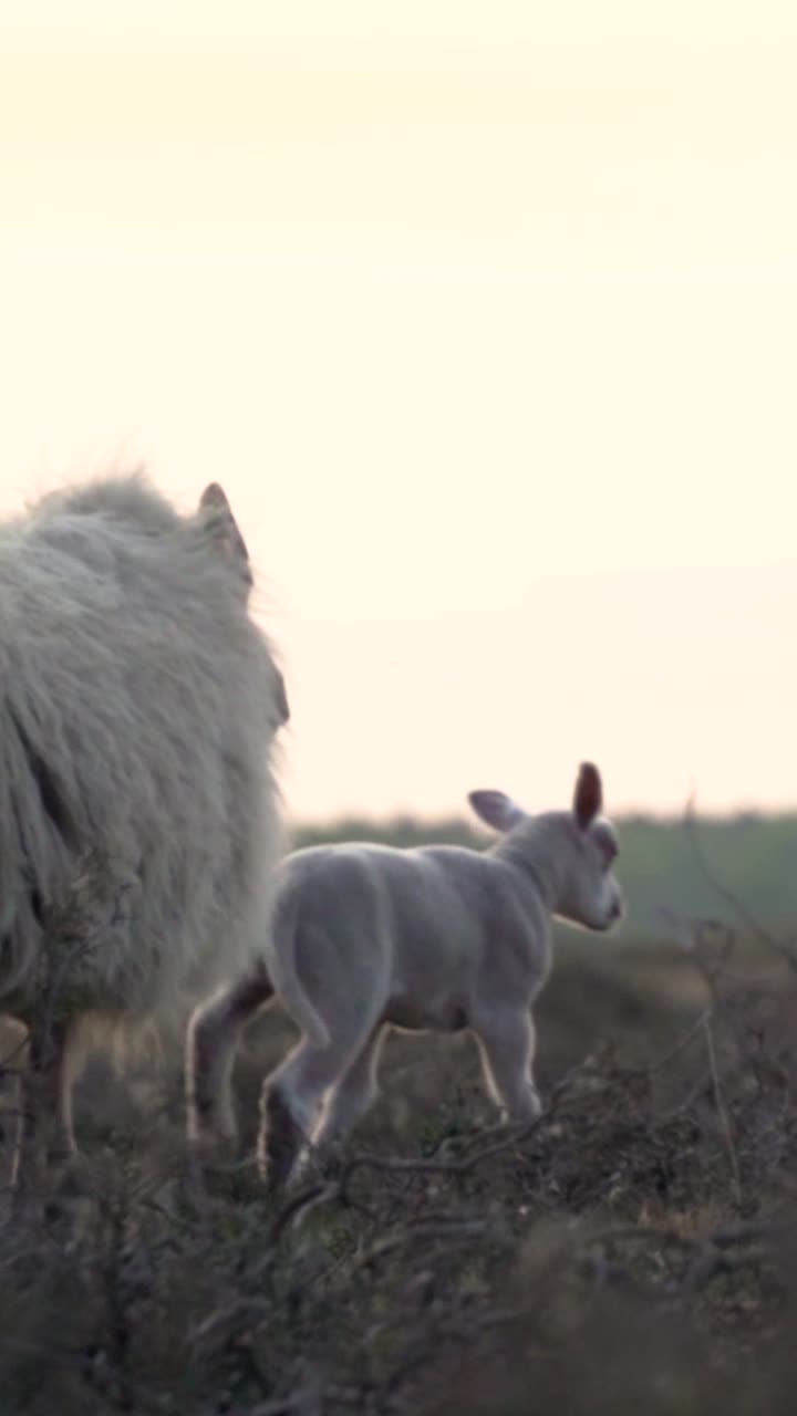 ovejas y corderos en un campo