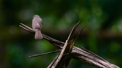 the hill blue flycatcher is found at high elevation habitat it has blue feathers and orange-like breast for the male, while the female is pale cinnamon brown and also with transitioned orange breast