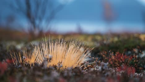 un primer plano de los coloridos líquenes y musgos que cubren el suelo en la tundra noruega