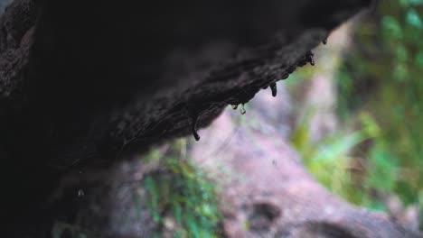 Selektive-Fokusaufnahme-Von-Wasser,-Das-Von-Einem-Felsen-Im-Wald-Tropft,-Feuchtigkeits--Und-Feuchtigkeitshintergrundkonzept